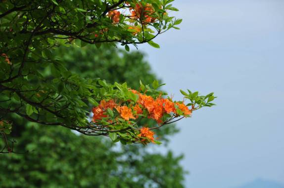 Primavera na Blue Ridge Parkway, na Carolina do Norte - Estados Unidos